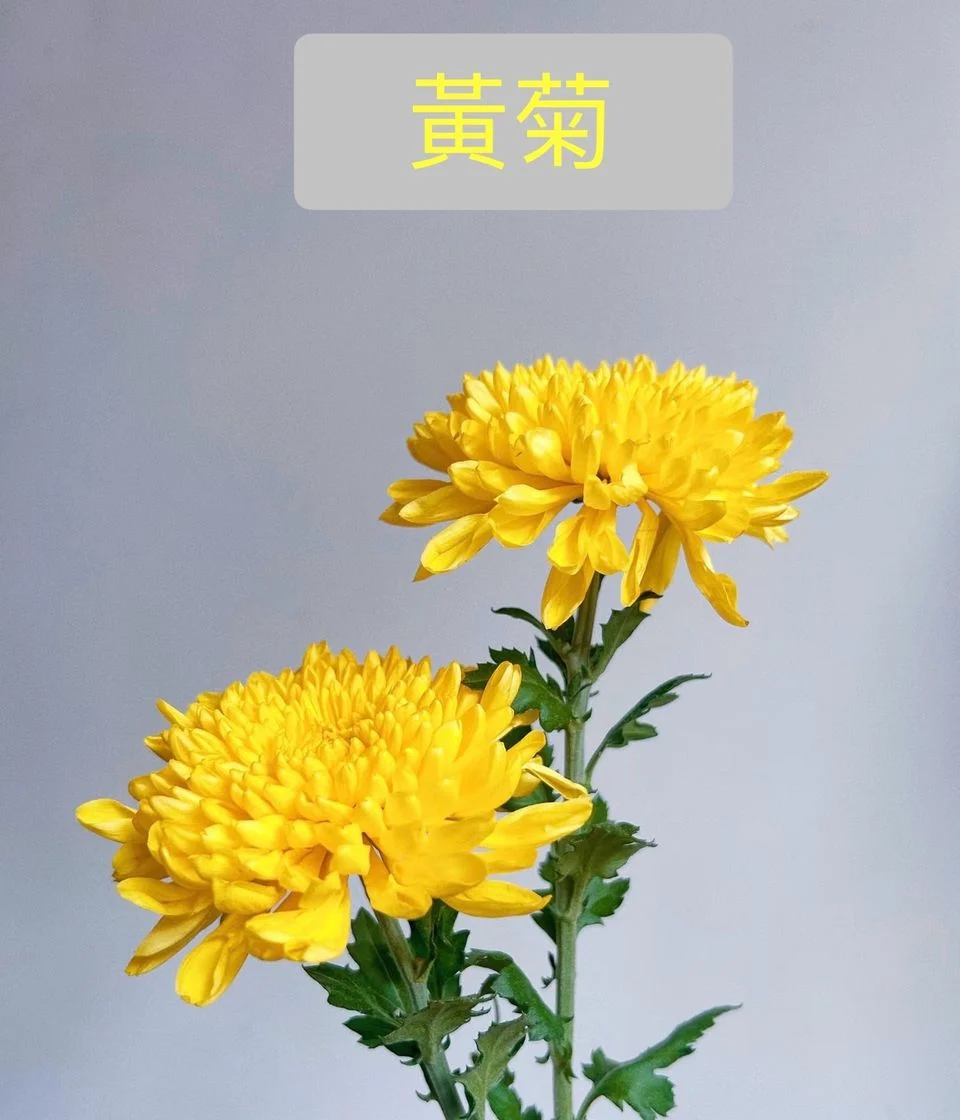 W - Auspicious Yellow Chrysanthemum