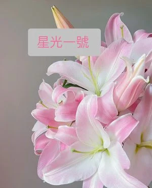 W - Starlight One Lily
