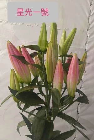 W - Starlight One Lily
