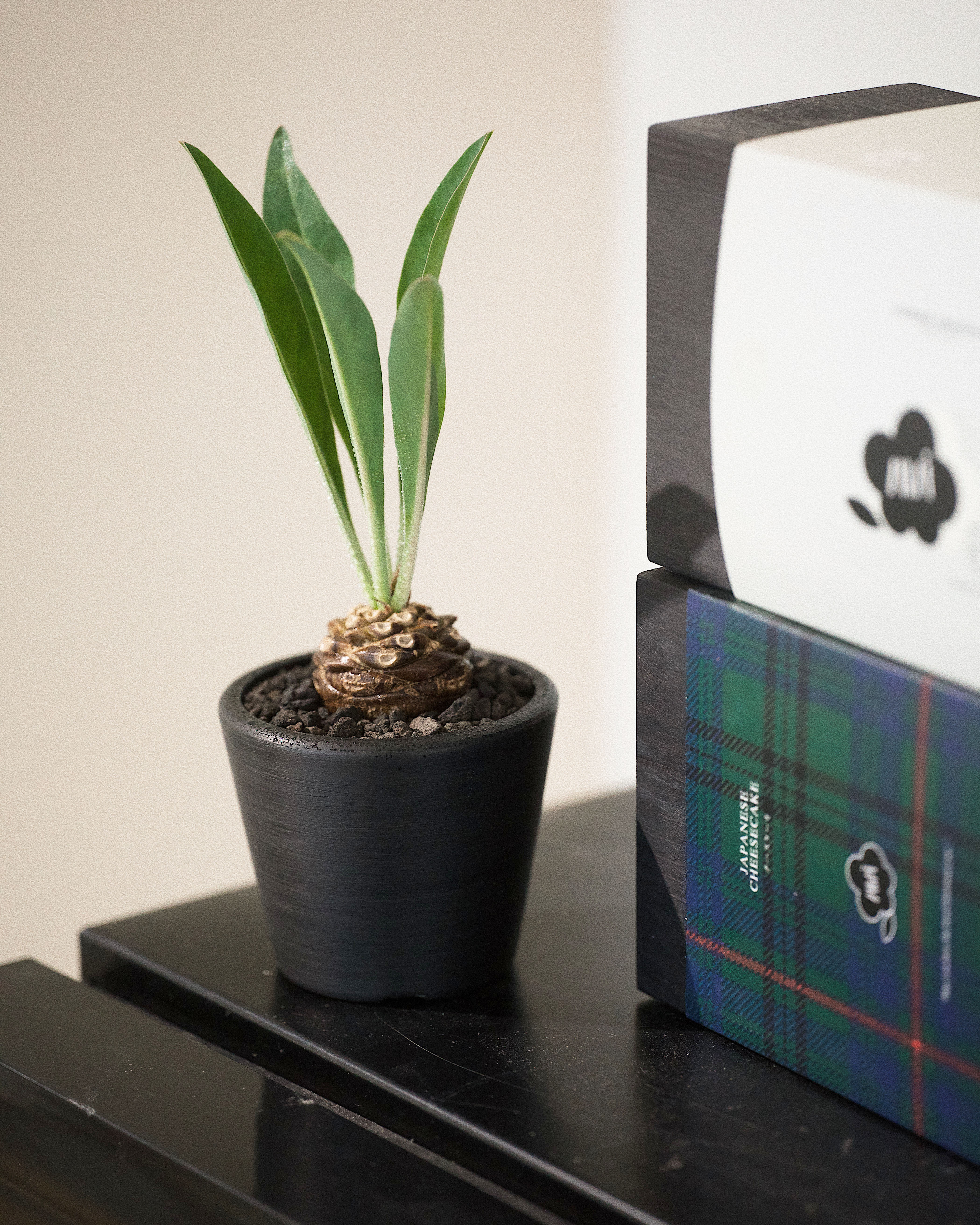 熱帶地區的小松果 — 鐵甲丸