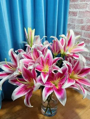 W - Hongfu Lily