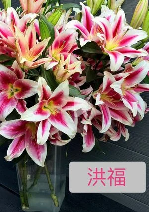 W - Hongfu Lily