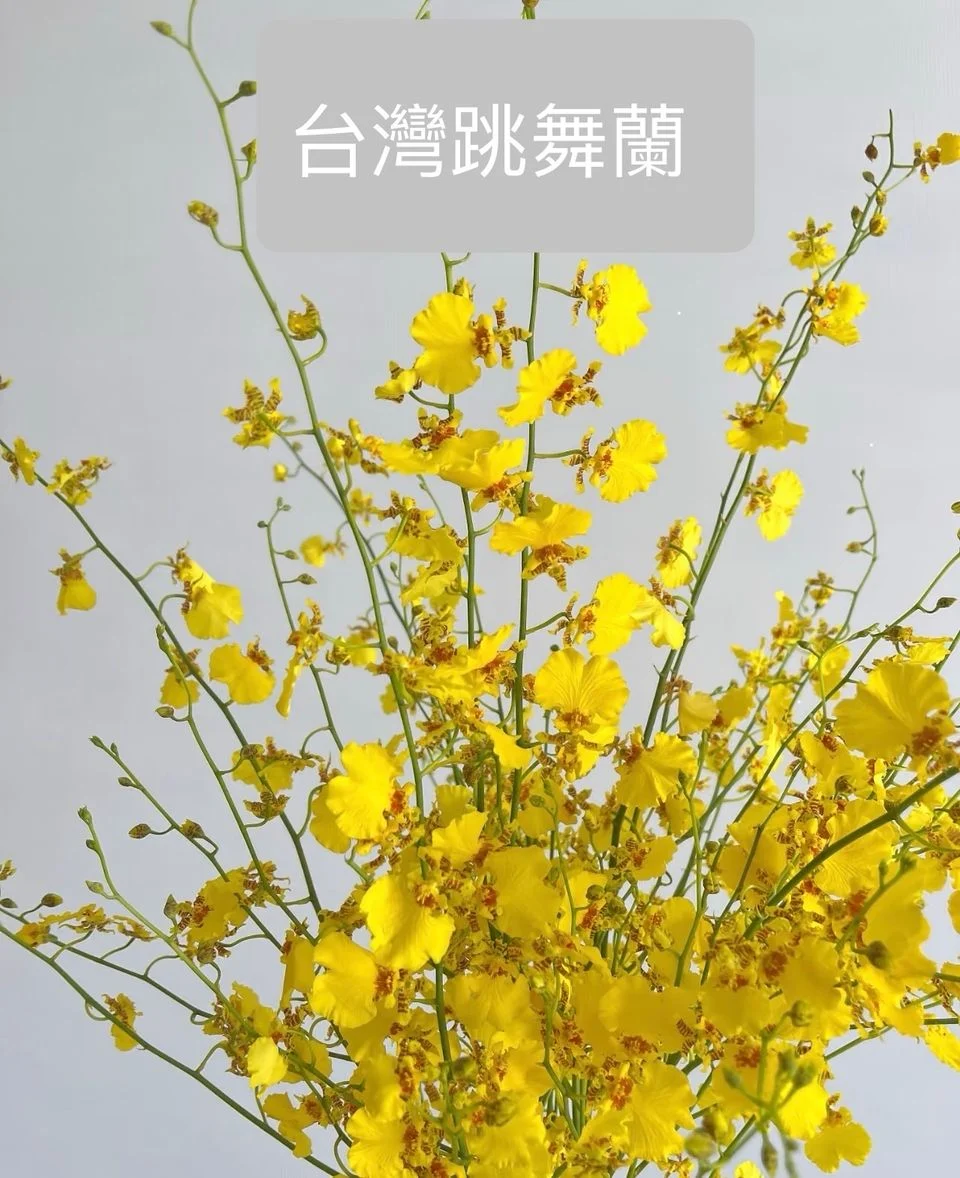 W - Elegant Taiwan Dancing Orchid