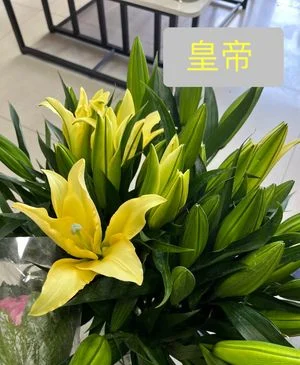 W - Emperor Lily