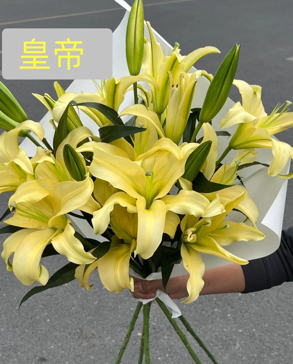 W - Emperor Lily
