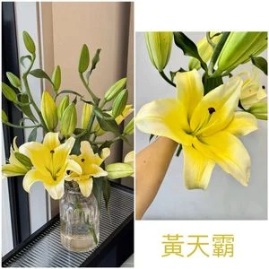 W - Huang Tianba Lily