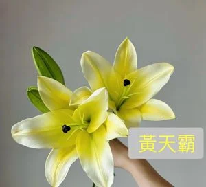W - Huang Tianba Lily