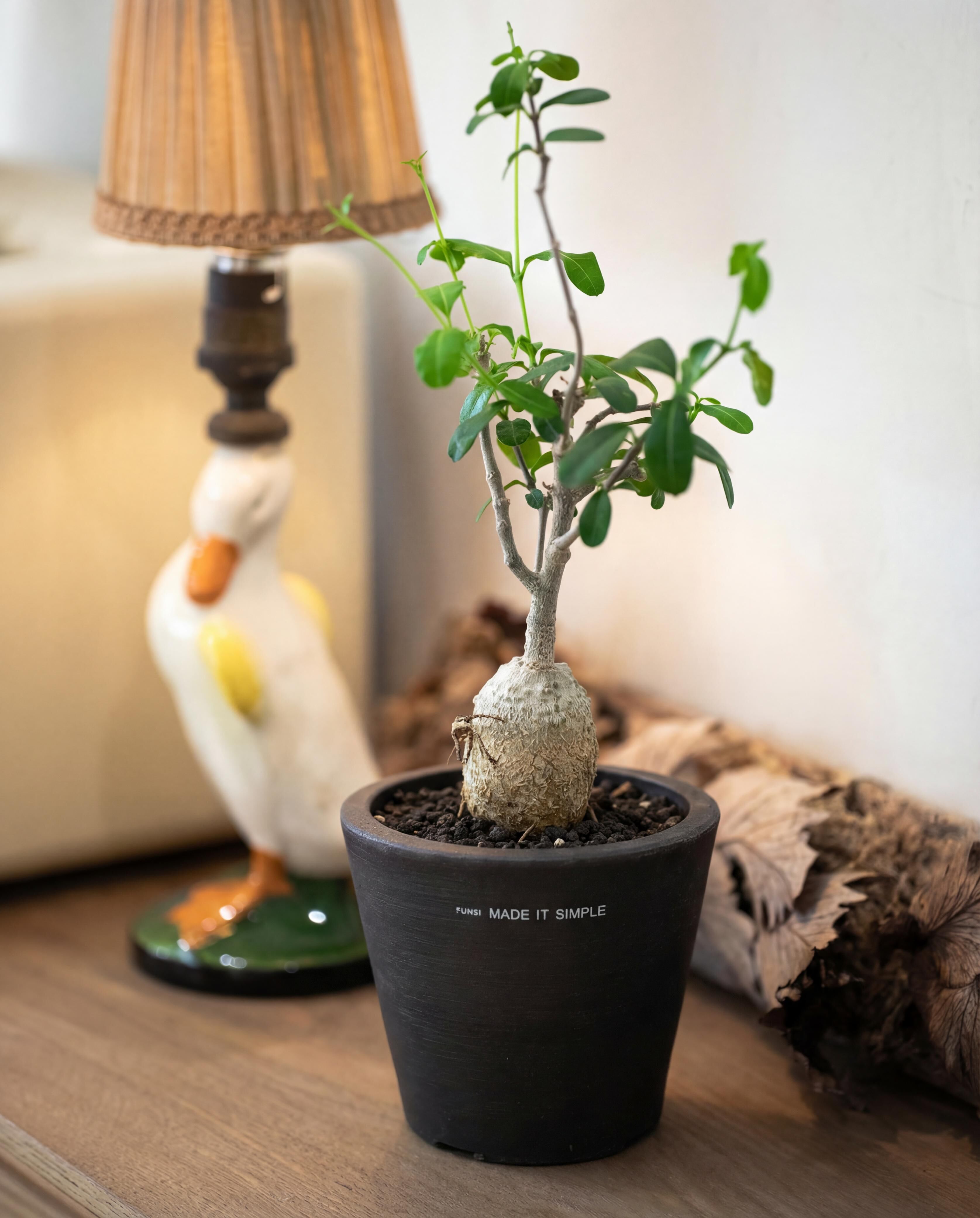 岩石斜坡的塊根植物 — 火星人