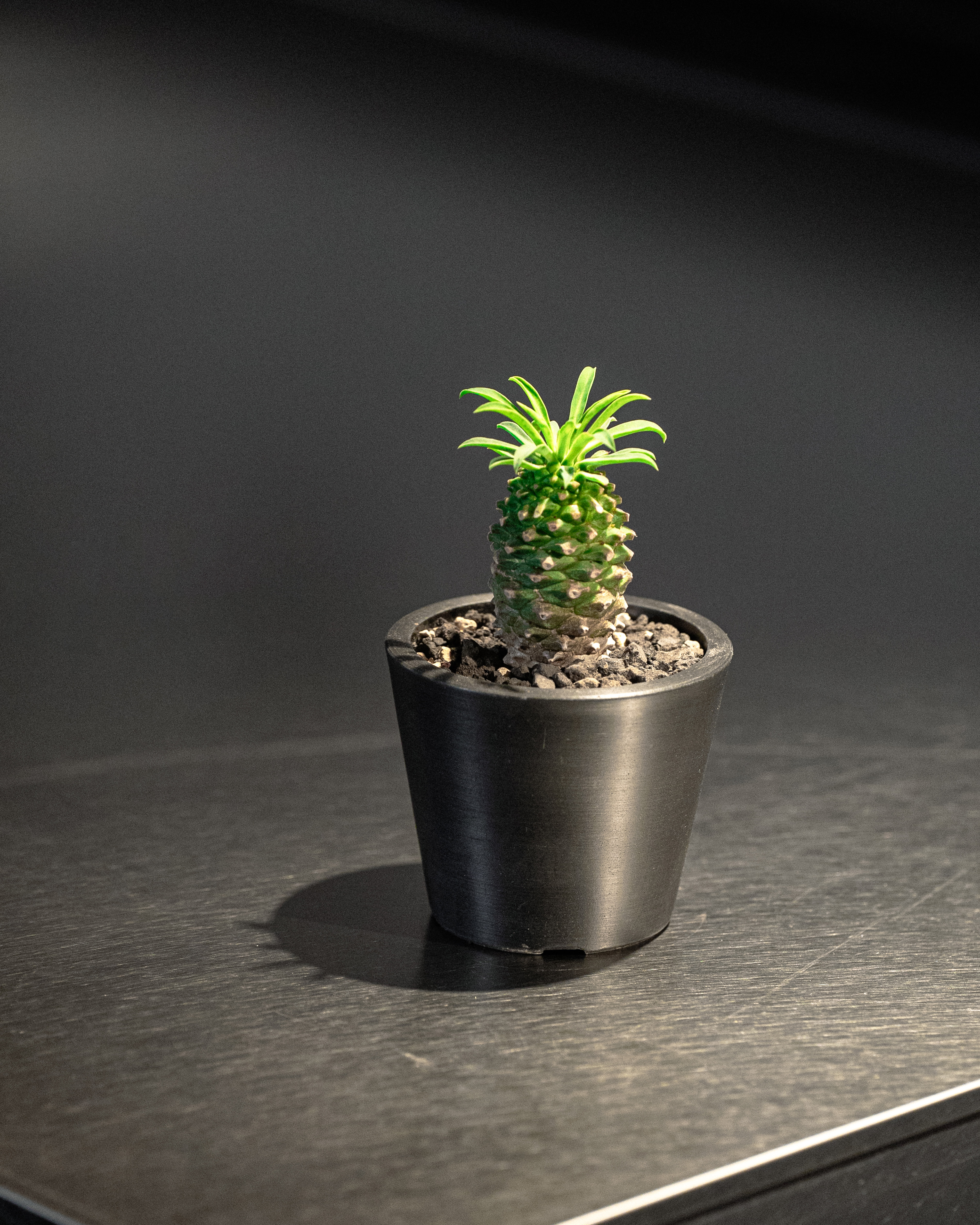 熱帶地區的菠蘿 — 鐵甲麒麟