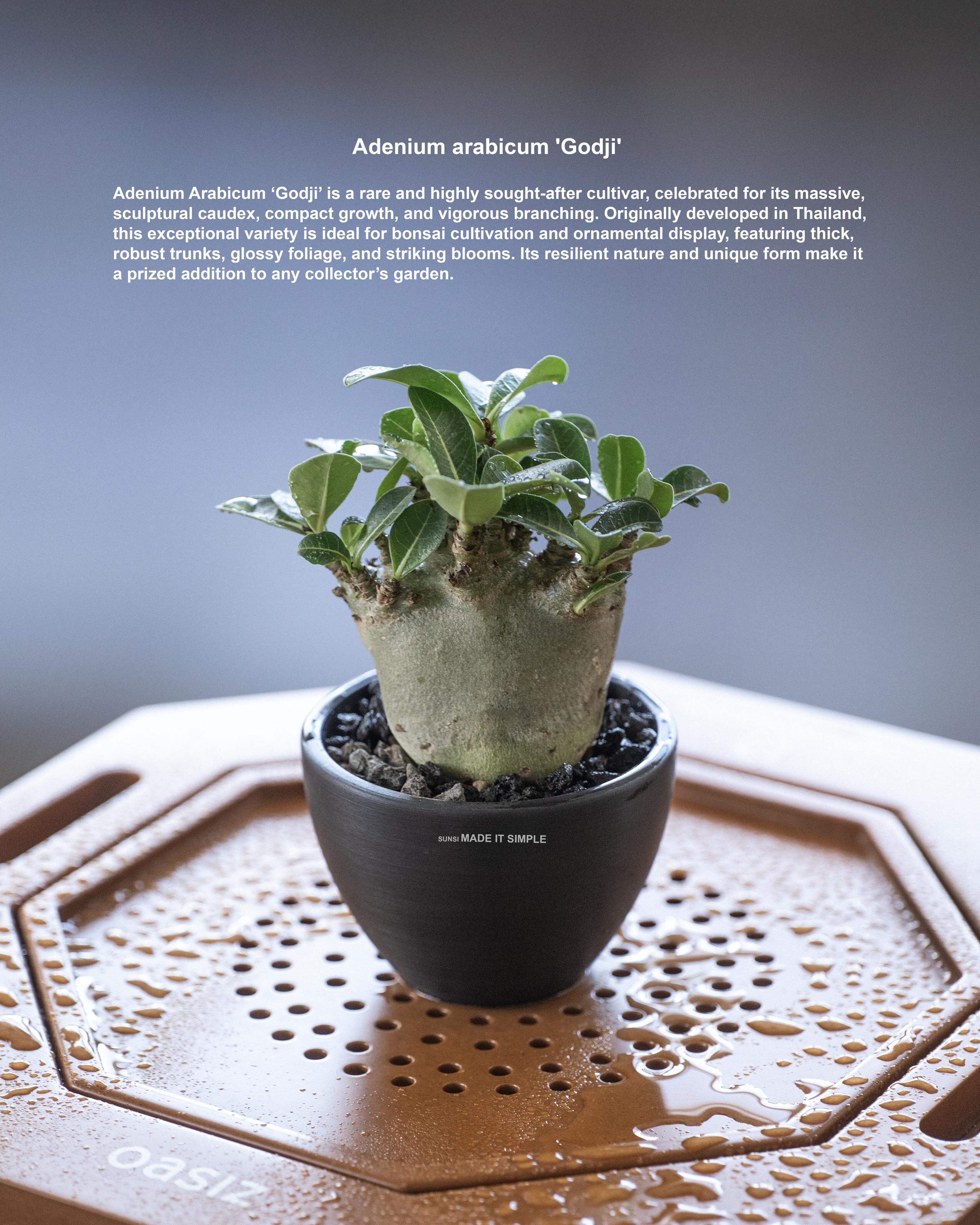 哥斯拉沙漠玫瑰 Adenium Arabicum-Godji