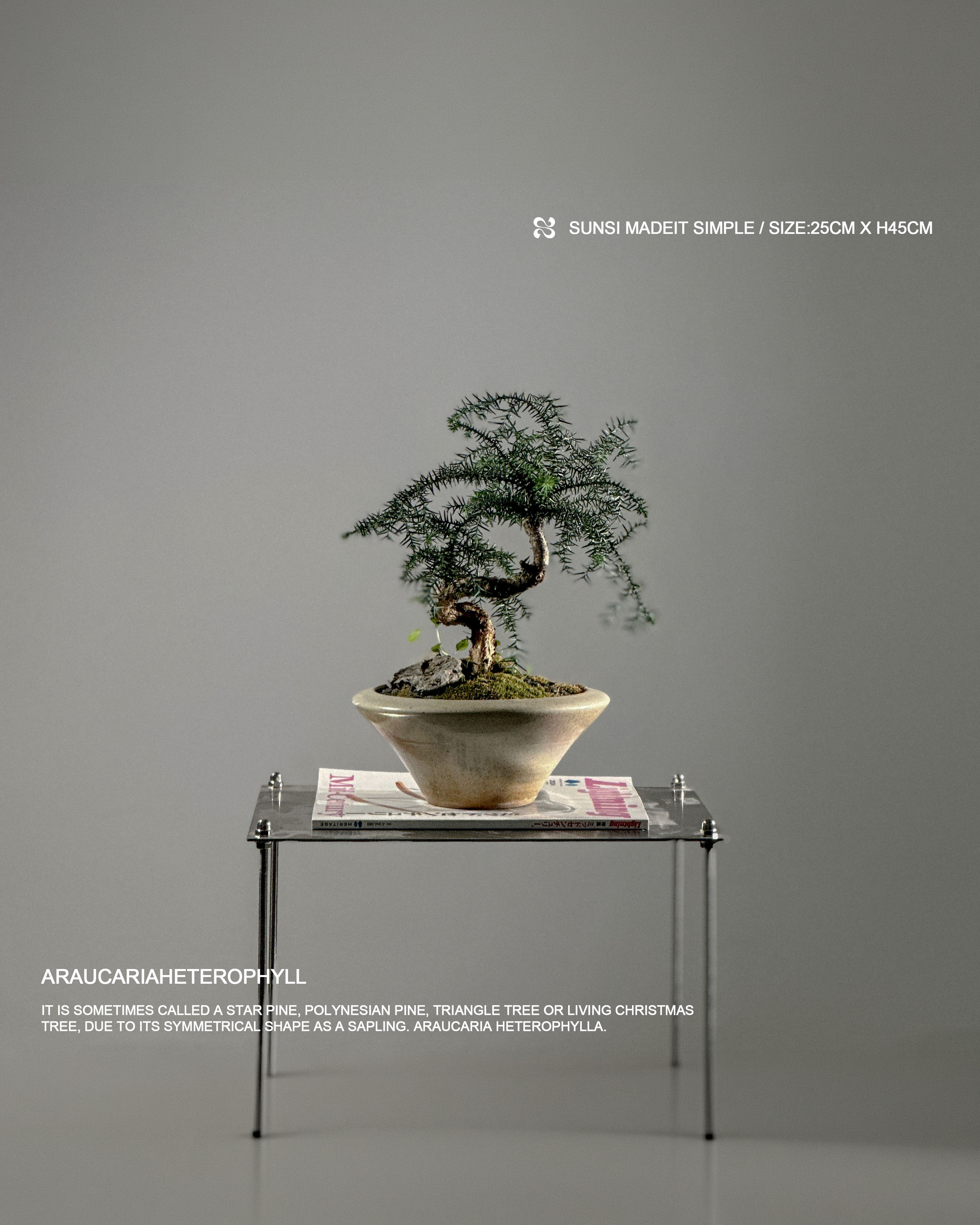 Araucariaheterophyll  - 澳洲杉