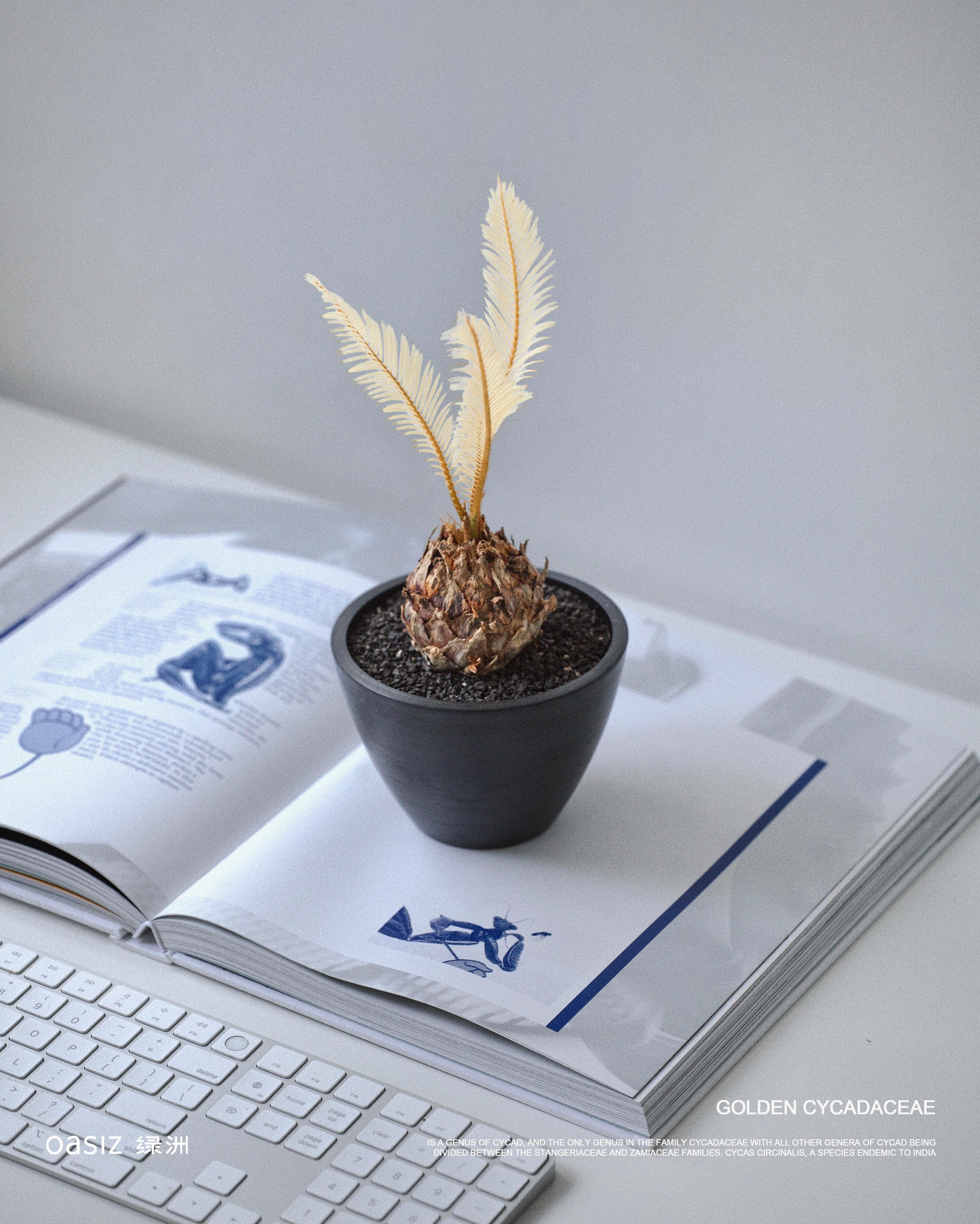 金探子 — 稀有黃金白錦蘇鐵