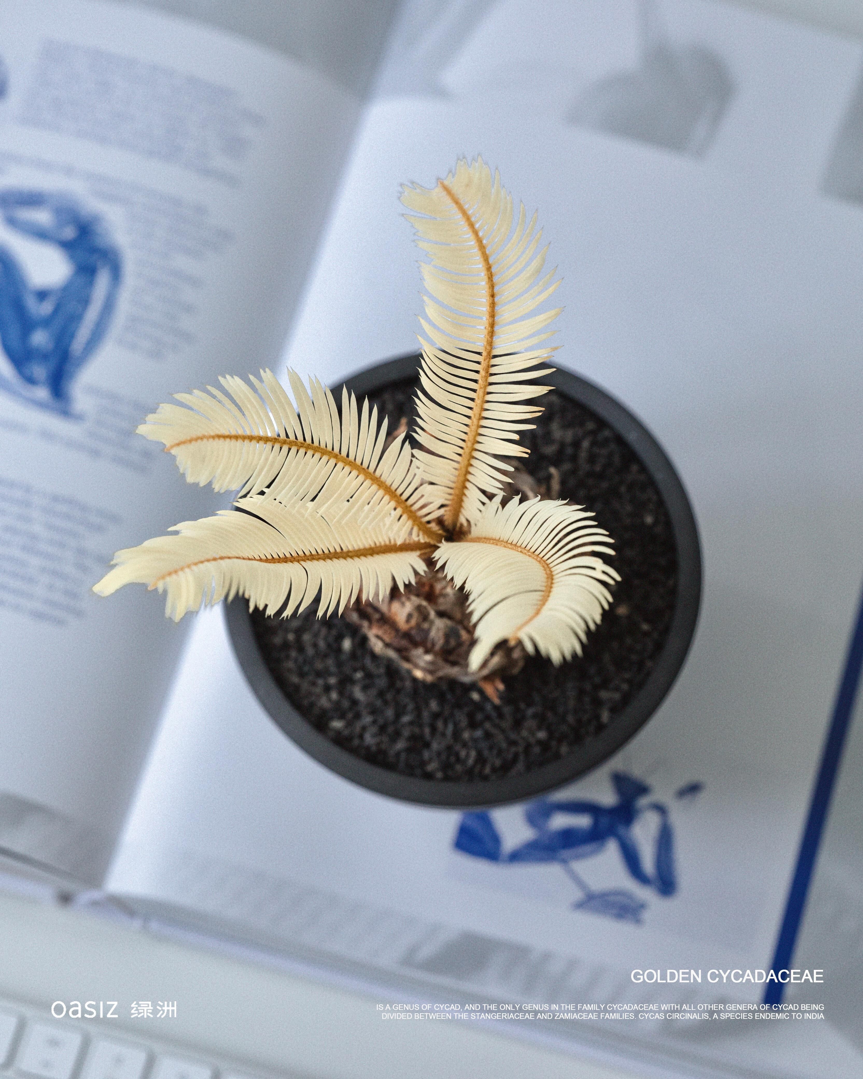 金探子 — 稀有黃金白錦蘇鐵