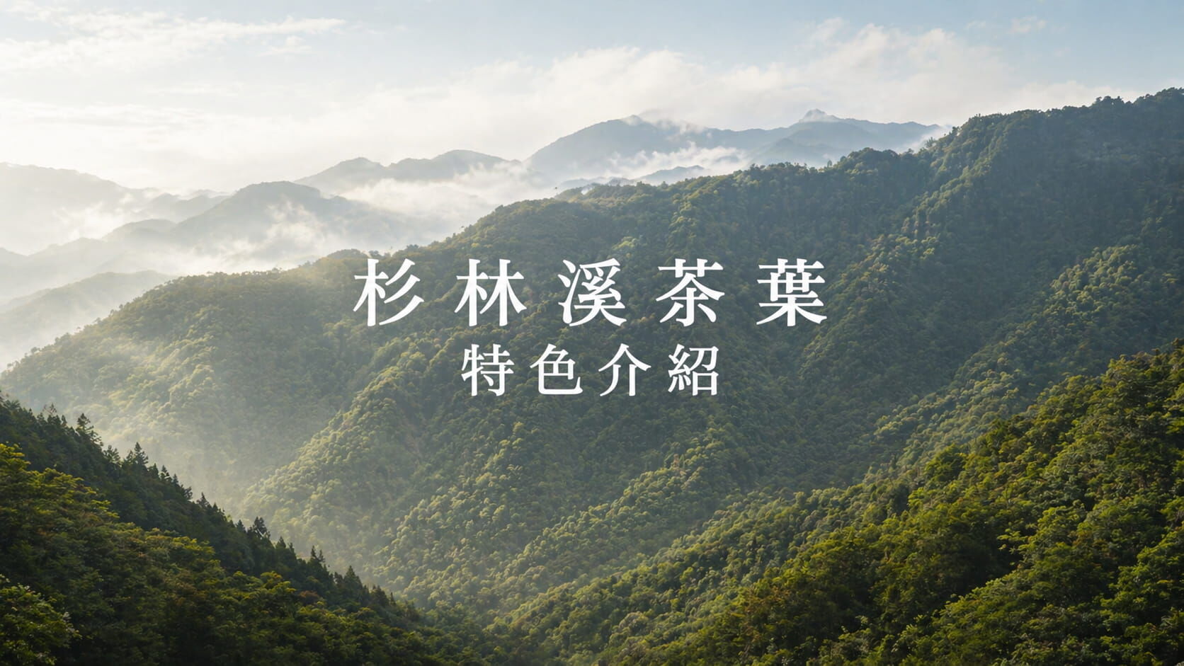 杉林溪高山烏龍茶葉｜一心二葉手採、金黃茶湯、杉木清香