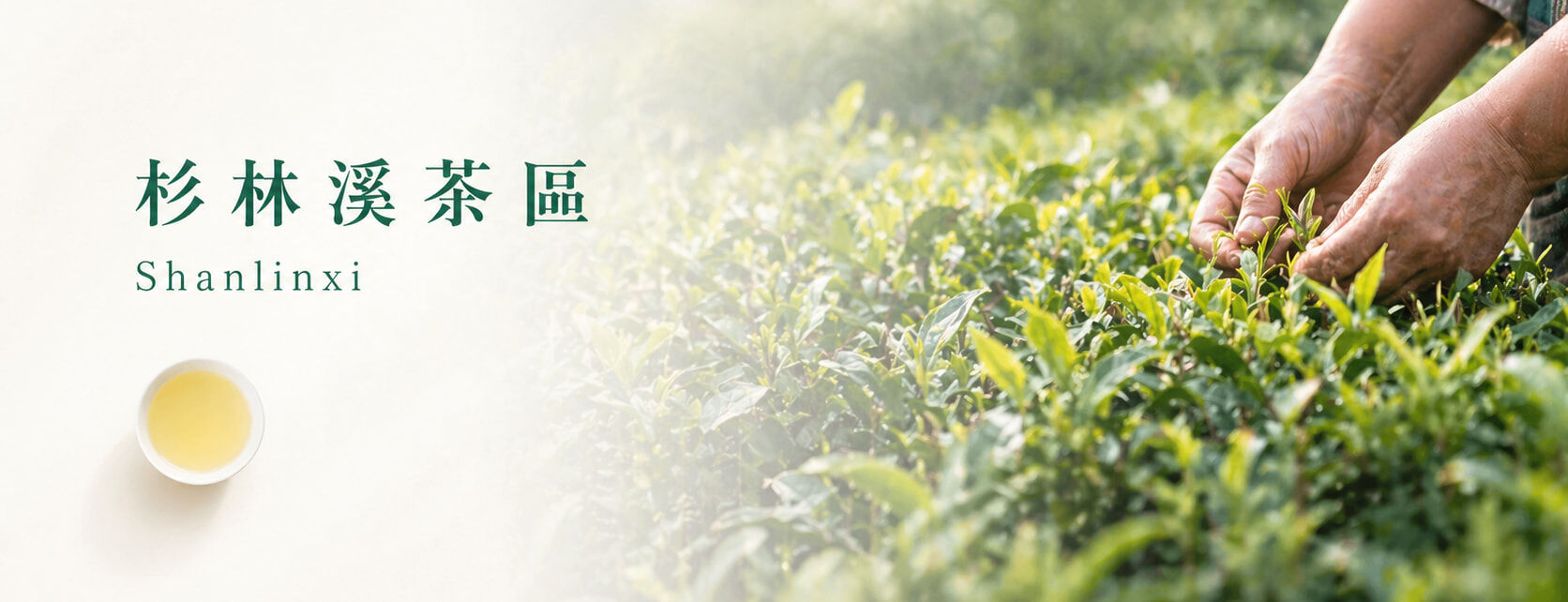 杉林溪高山茶區：南投竹山海拔約 1600 公尺的雲霧茶園