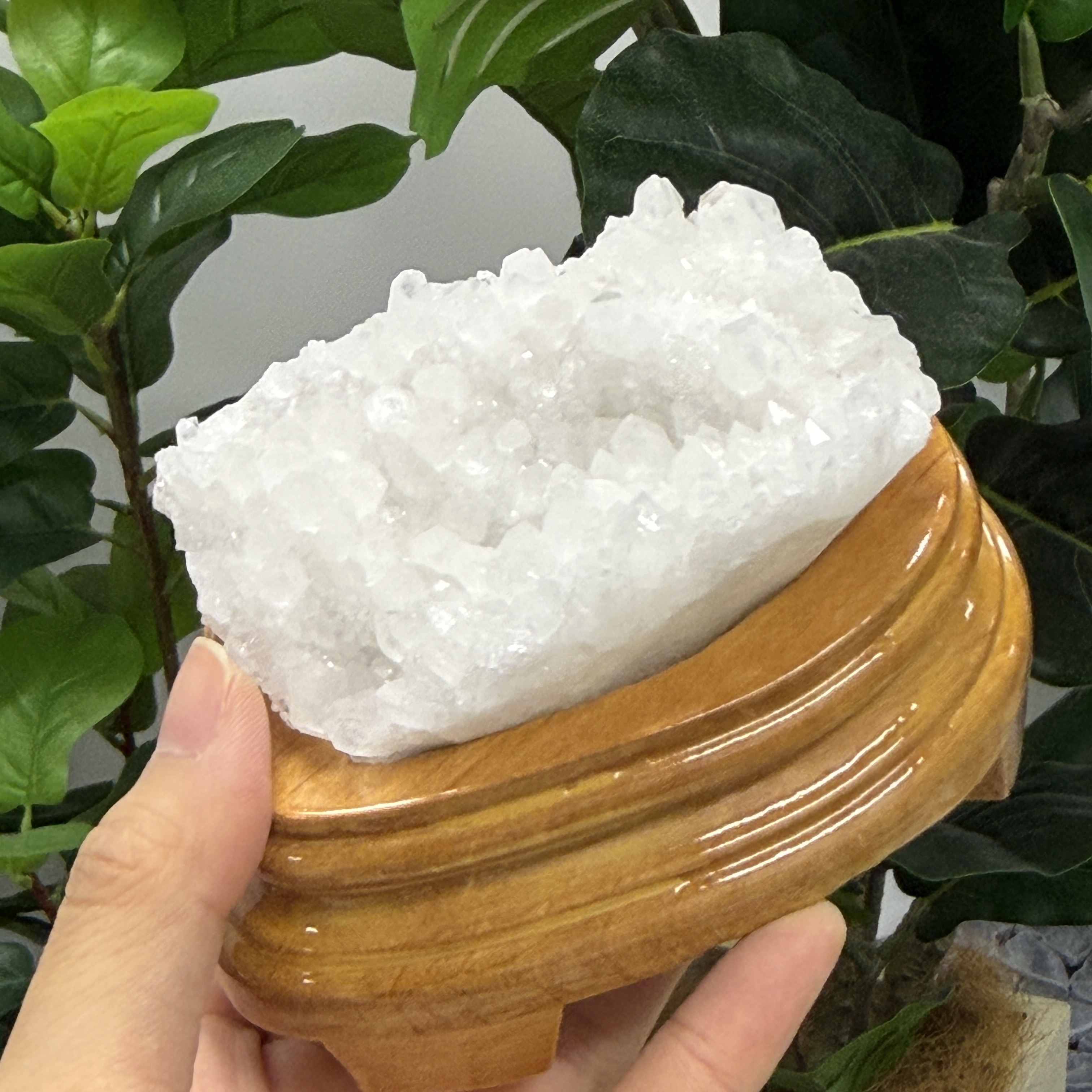 白晶簇 WD2265