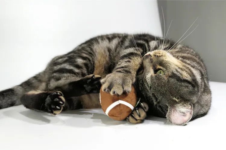 catwant 貓咪旺農場 運動球