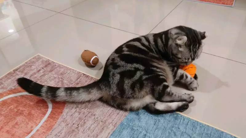 catwant 貓咪旺農場 運動球