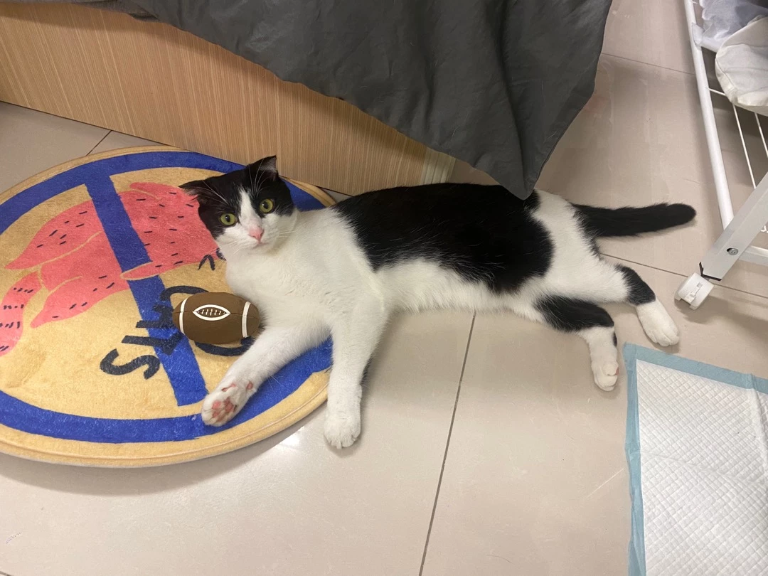 catwant 貓咪旺農場 運動球