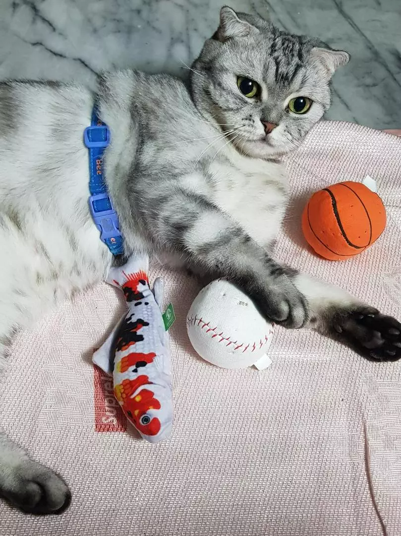 catwant 貓咪旺農場 運動球