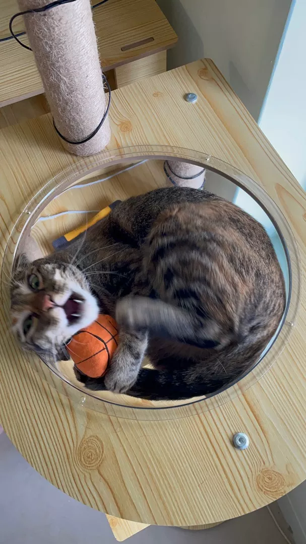 catwant 貓咪旺農場 運動球