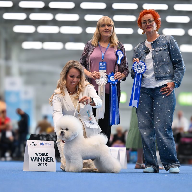 2025 世界犬展｜世界冠軍 最佳犬種Tauro Kennel JP KARUN