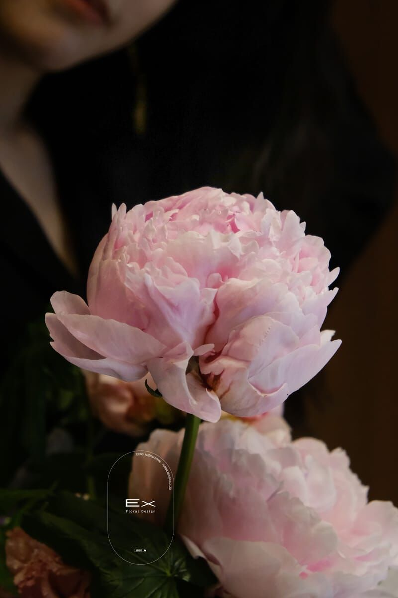 Épure Peony｜純芍藥花束