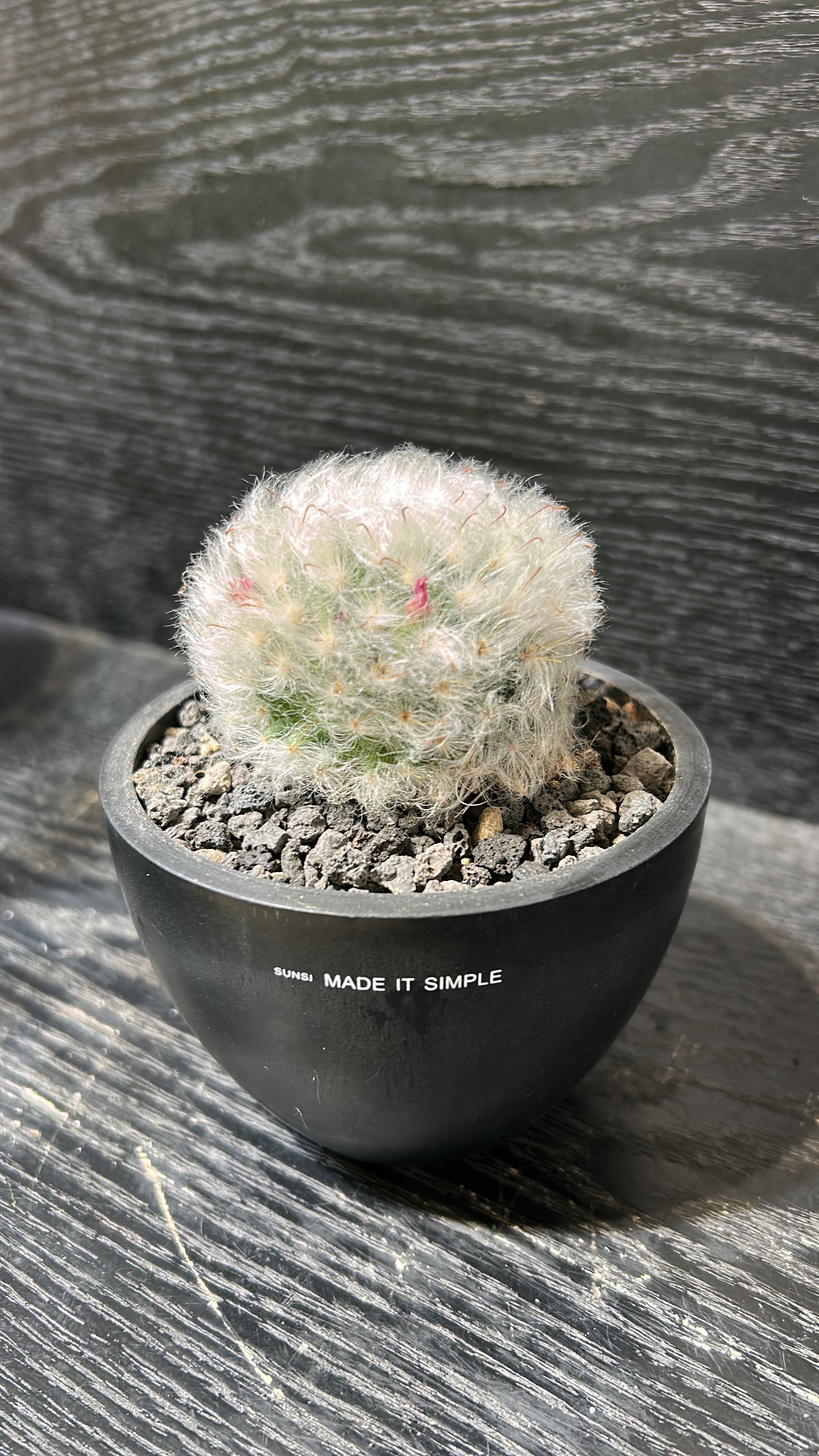 白雲高砂 Mammillaria bocasana