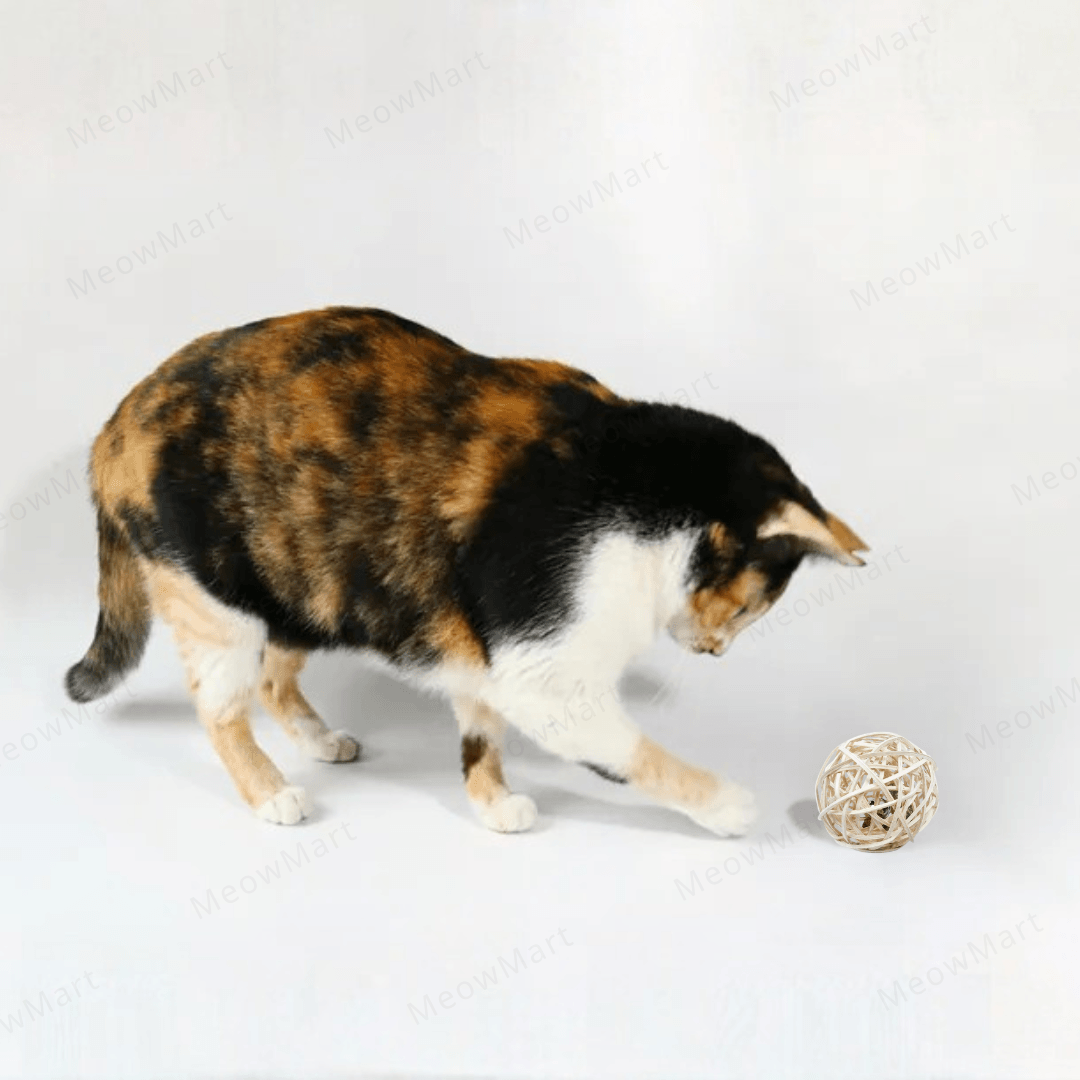 台灣貓咪旺農場｜木天蓼大藤球