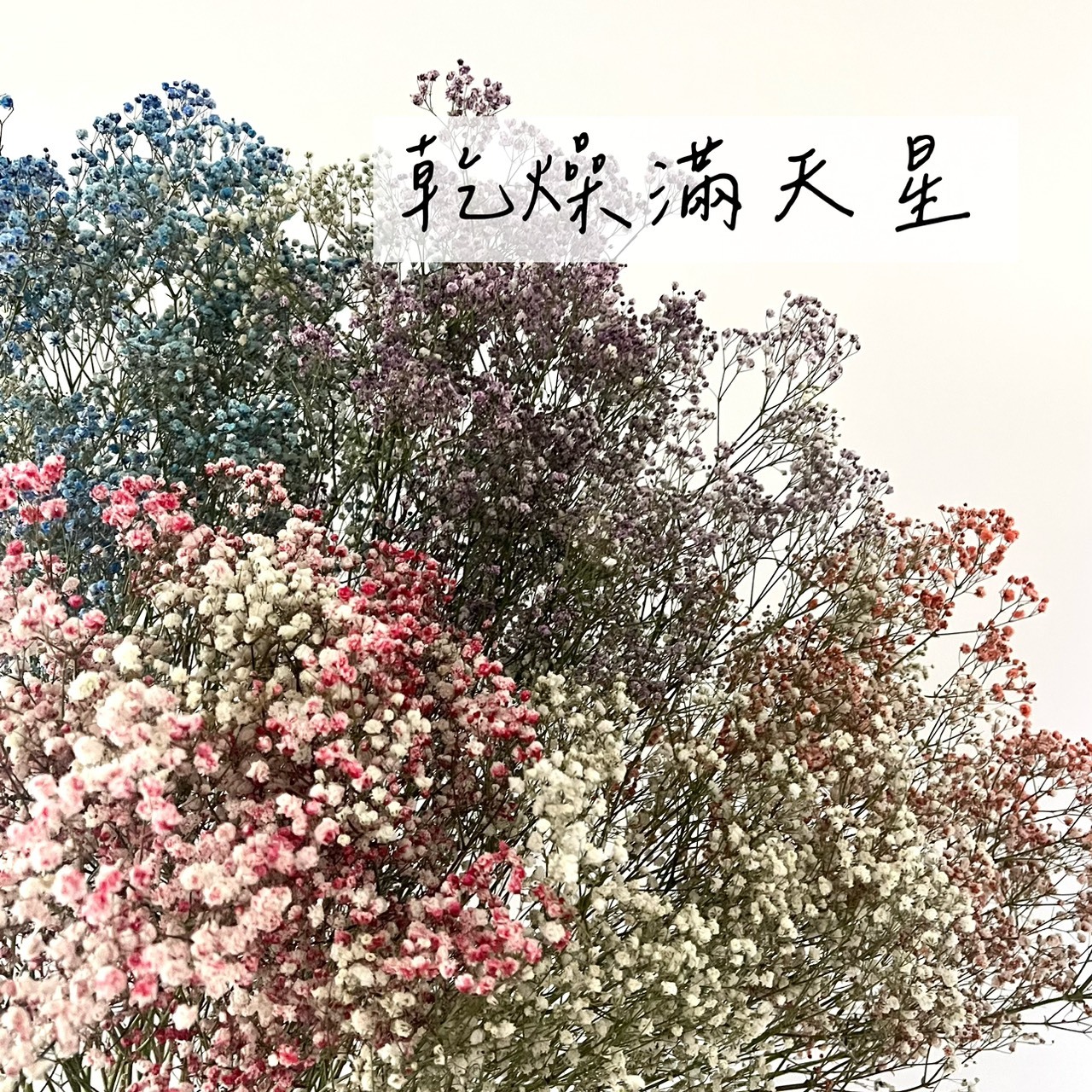 厄瓜多乾燥滿天星(把)