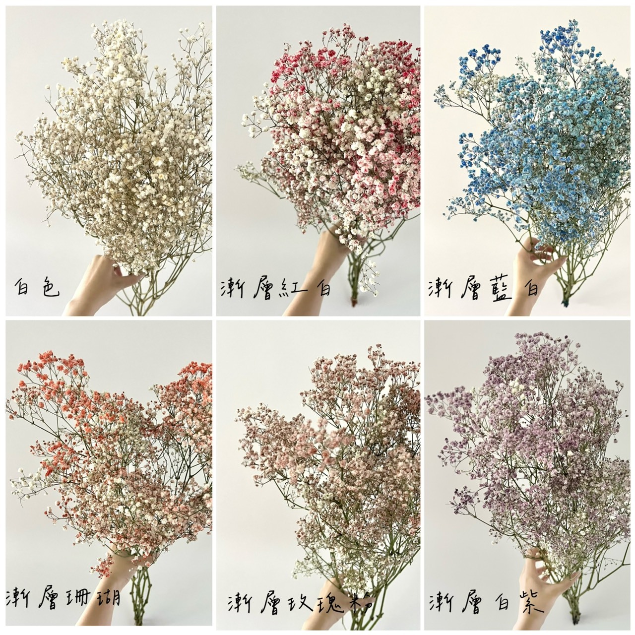 厄瓜多乾燥滿天星(把)