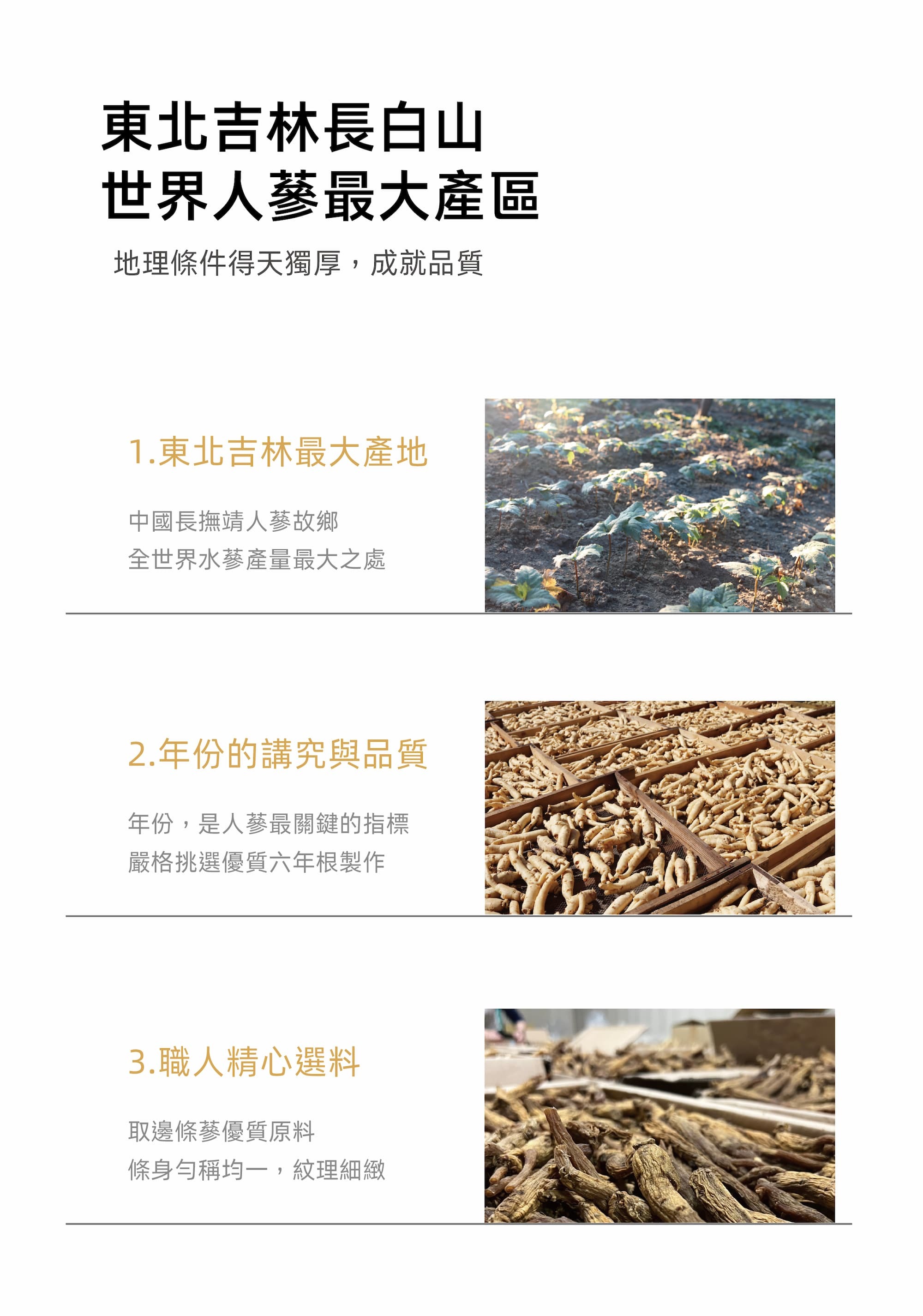 人蔘原料特點