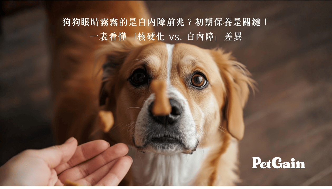 狗狗眼睛霧霧的是白內障前兆？- PetGain