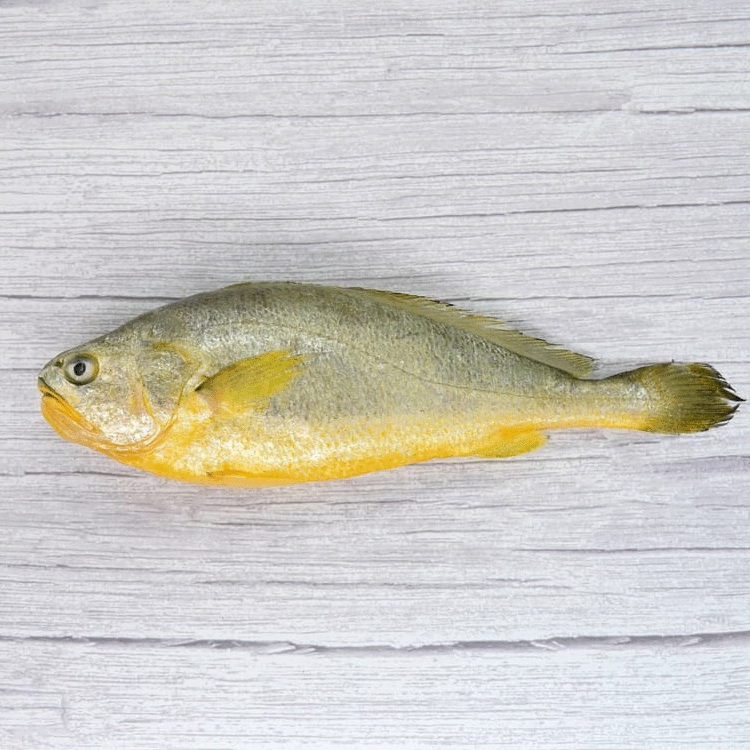 急凍黃花魚
