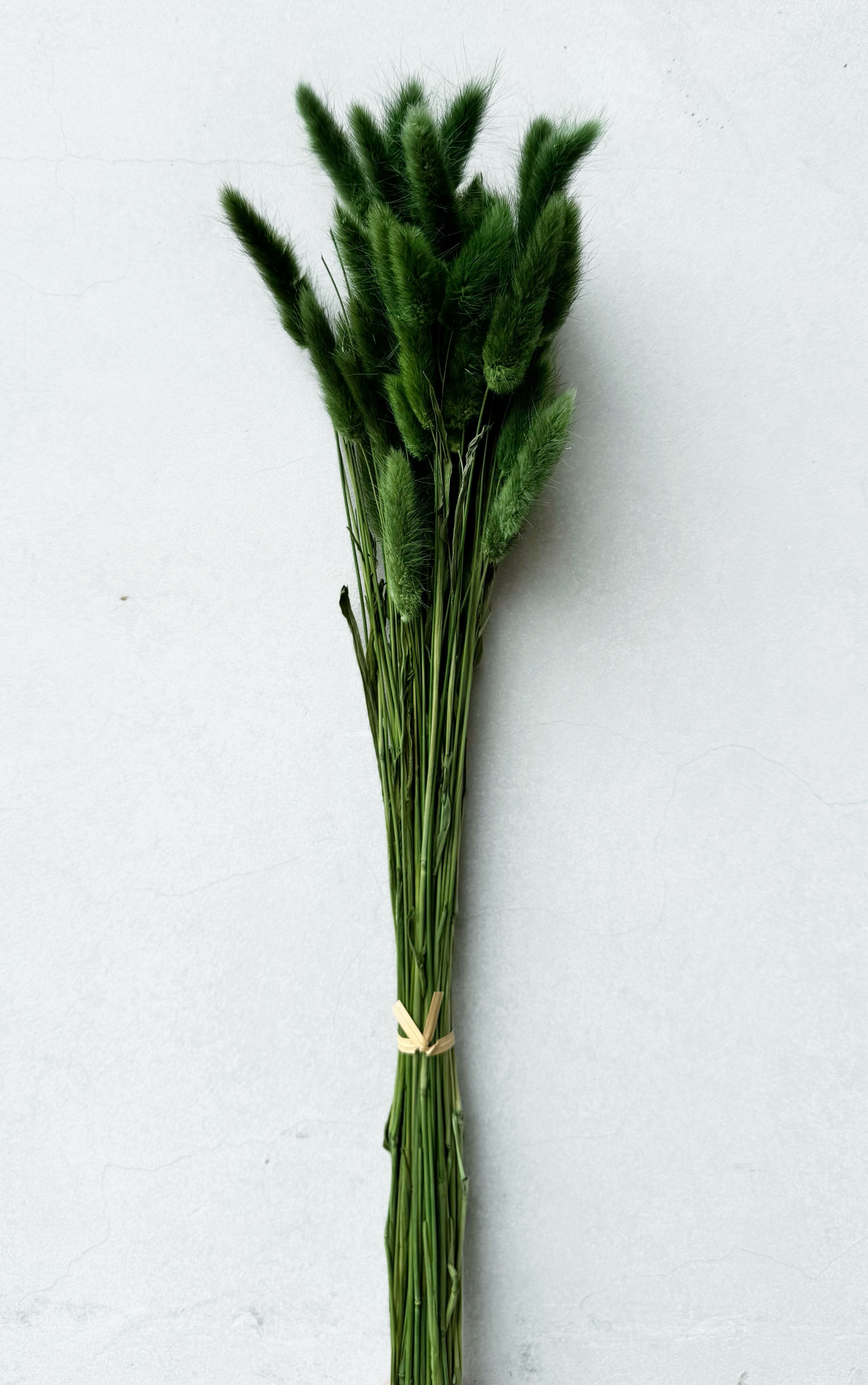 綠色乾燥兔尾草