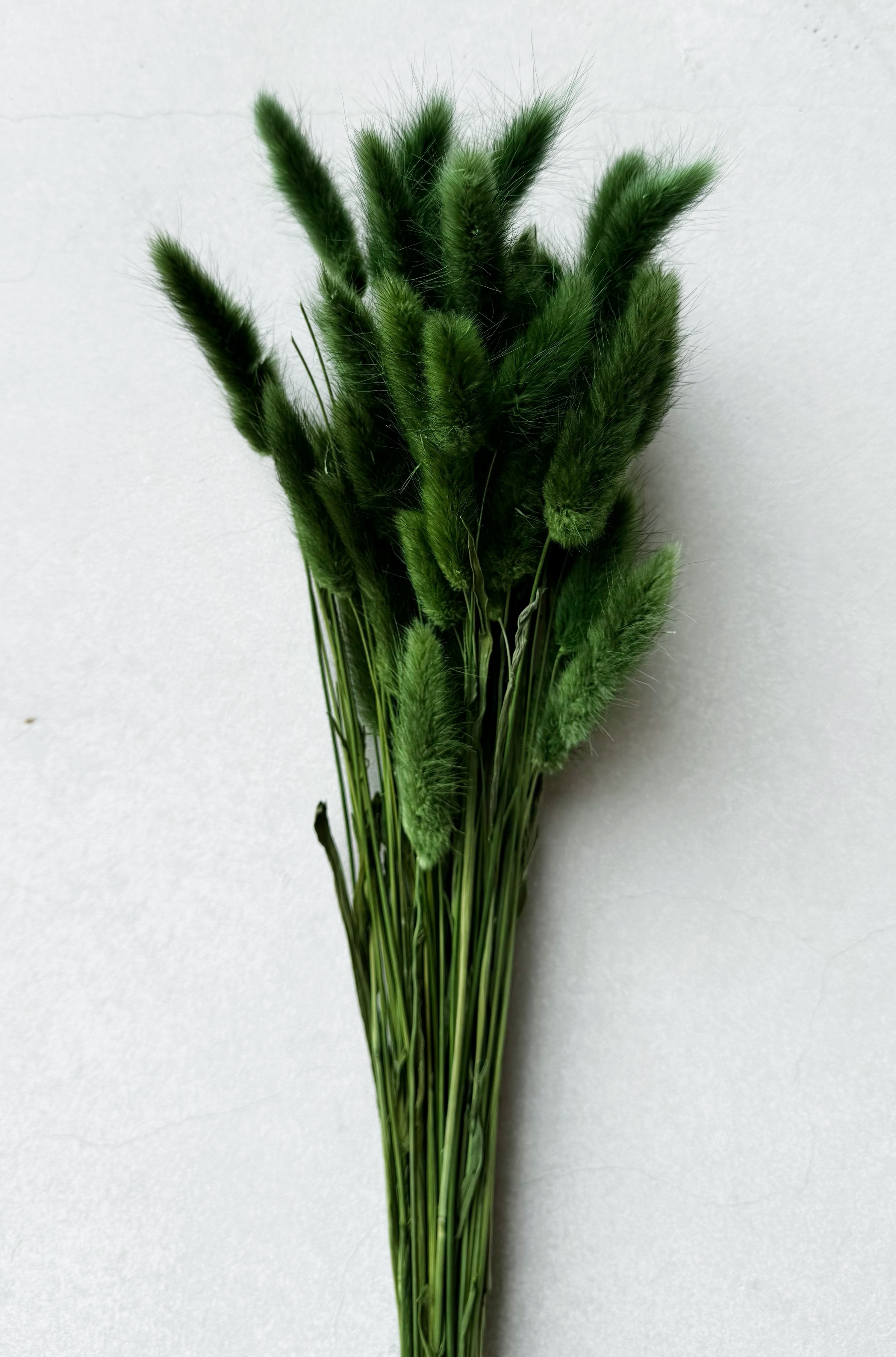 綠色乾燥兔尾草