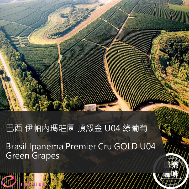 Brasil Ipanema Premier Cru GOLD U04 Green Grapes