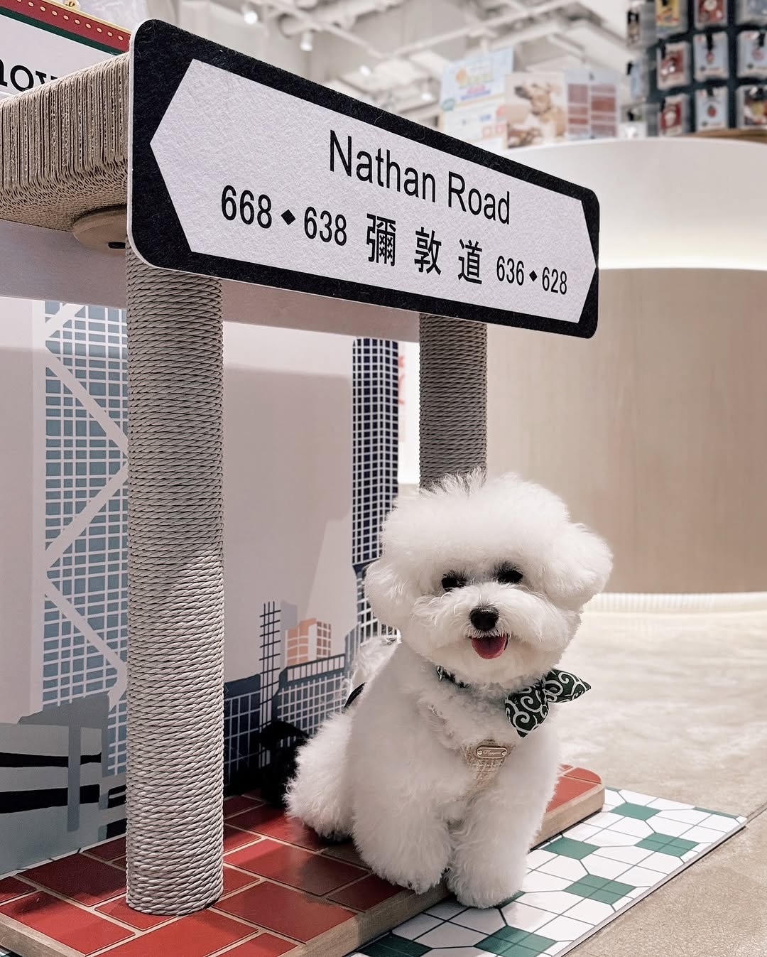 pplab 香港街道貓抓板