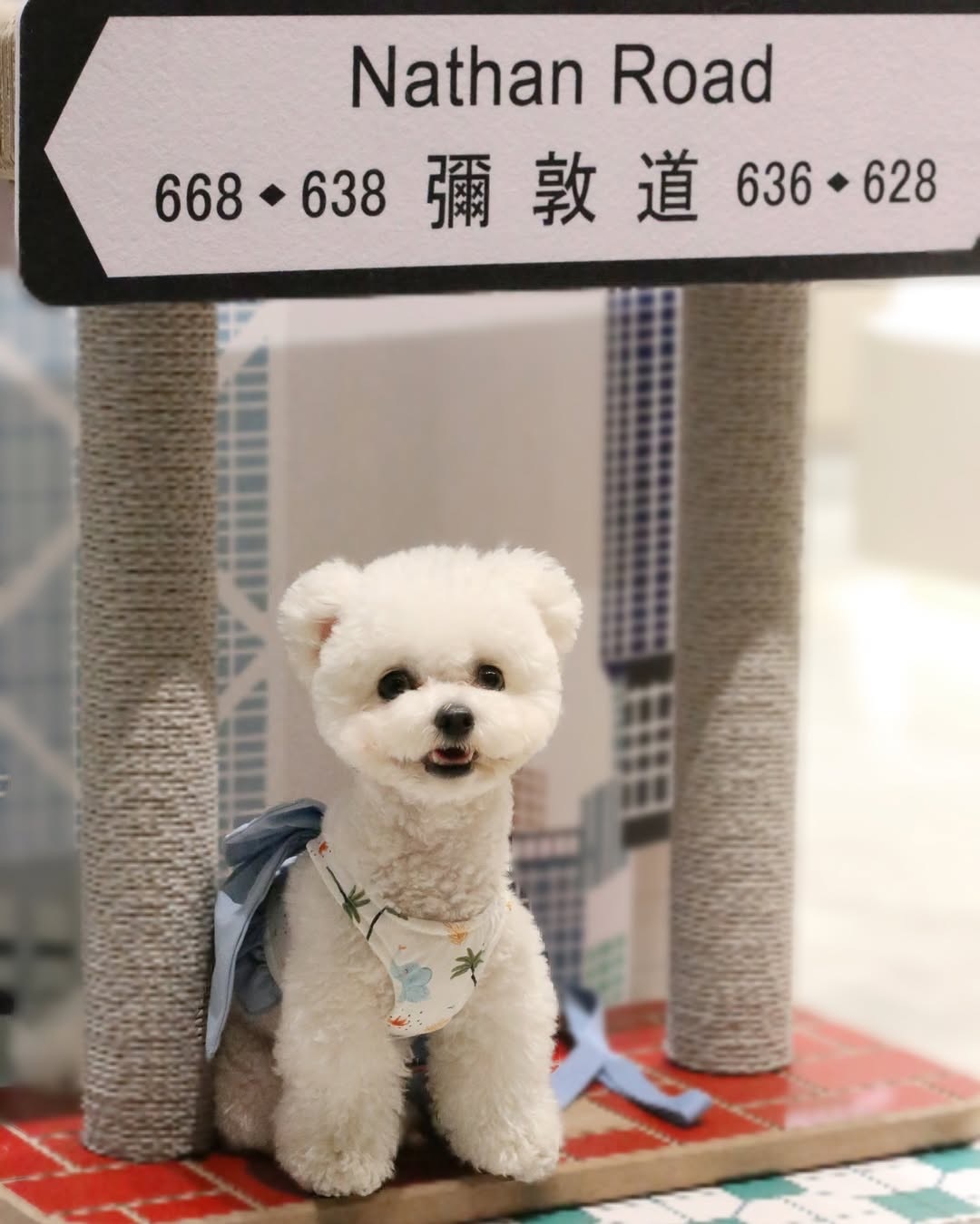 pplab 香港街道貓抓板
