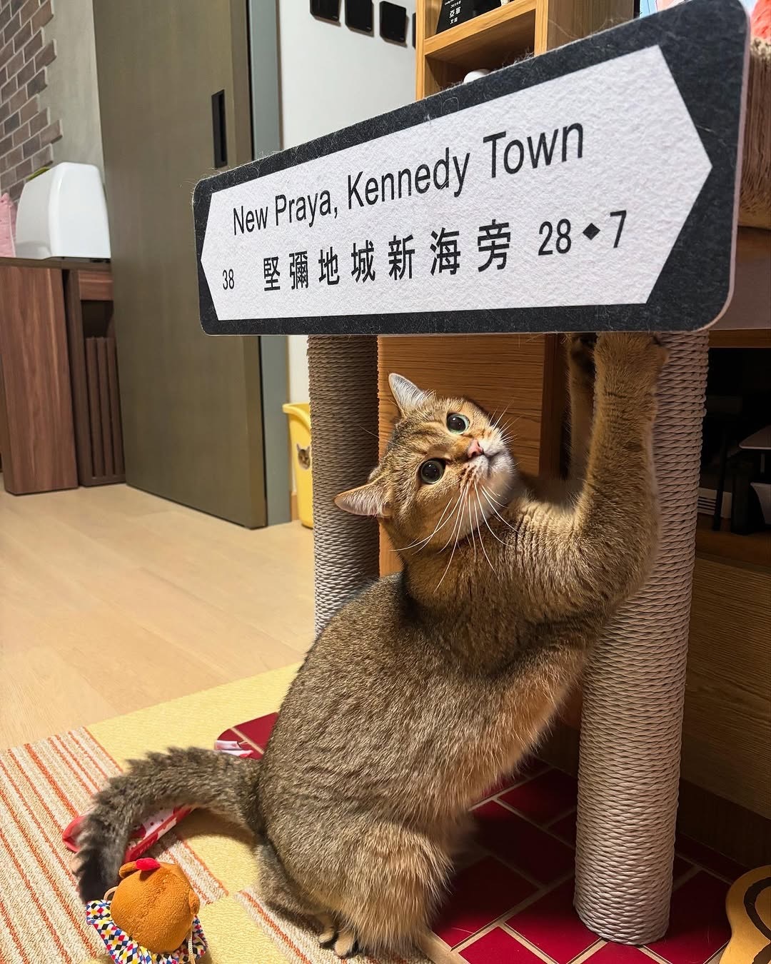 pplab 香港街道貓抓板