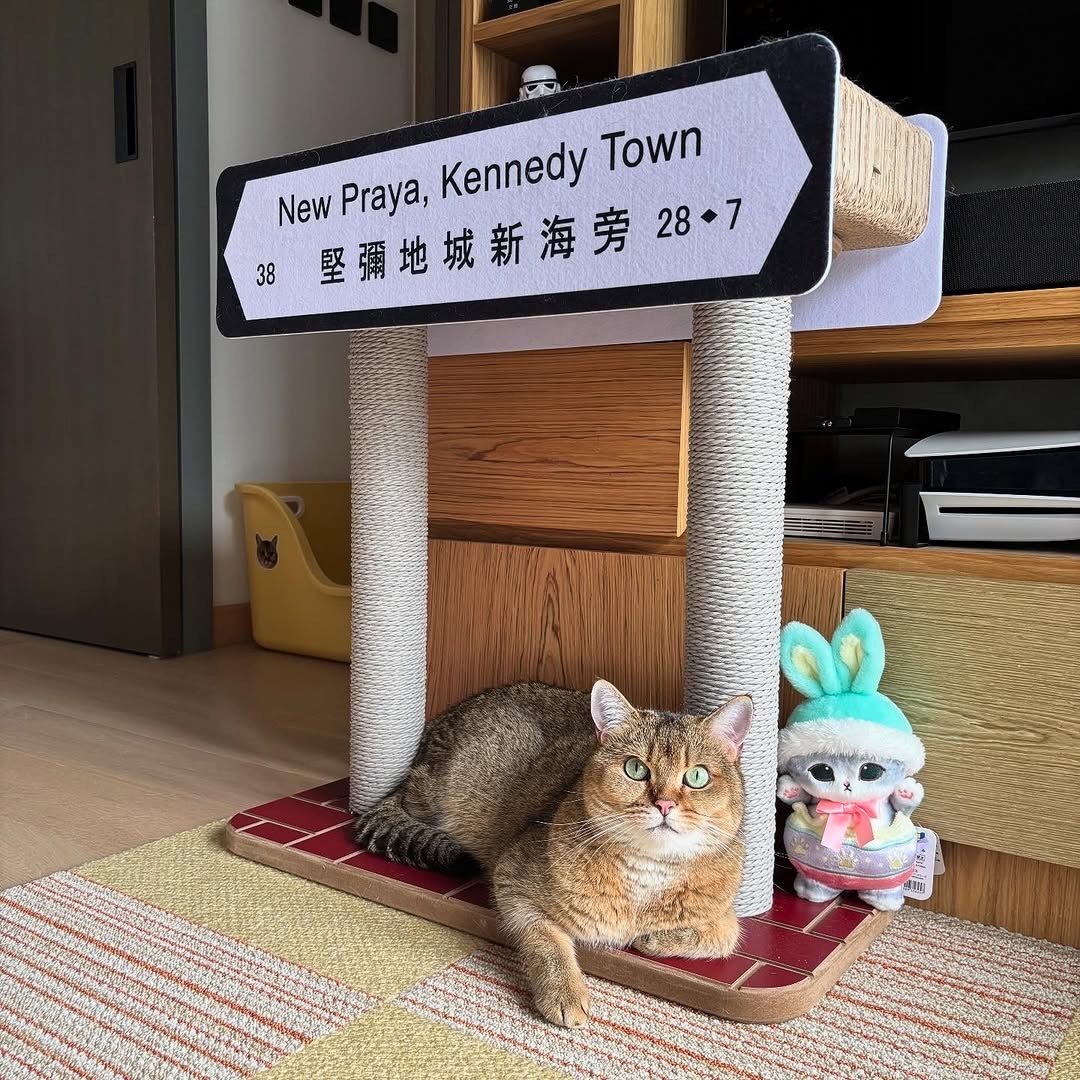 pplab 香港街道貓抓板