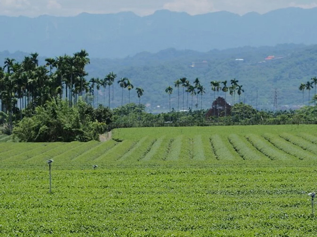 茶園圖片