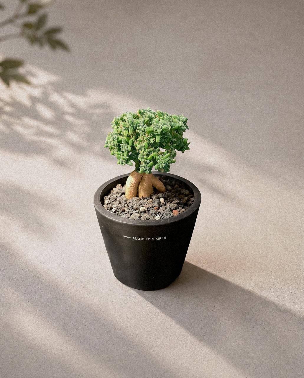 非洲盆景 - 姬紅小松Trichodiadema bulbosum