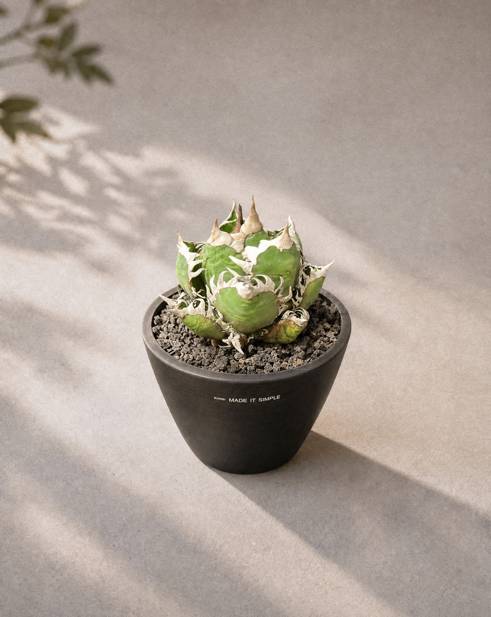 龍舌蘭「紅貓」 — Agave titanota ‘Red Catweazle’