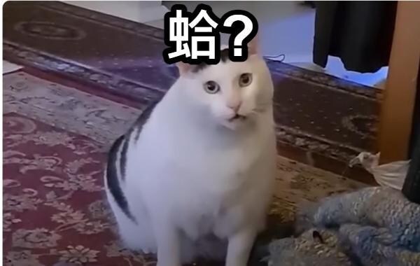 蛤貓迷因 huh cat meme