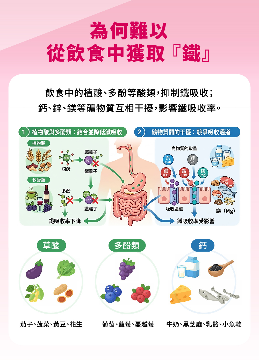 鐵會被那些食物限制吸收，含有草酸、多酚、鈣、鎂、鋅的食物