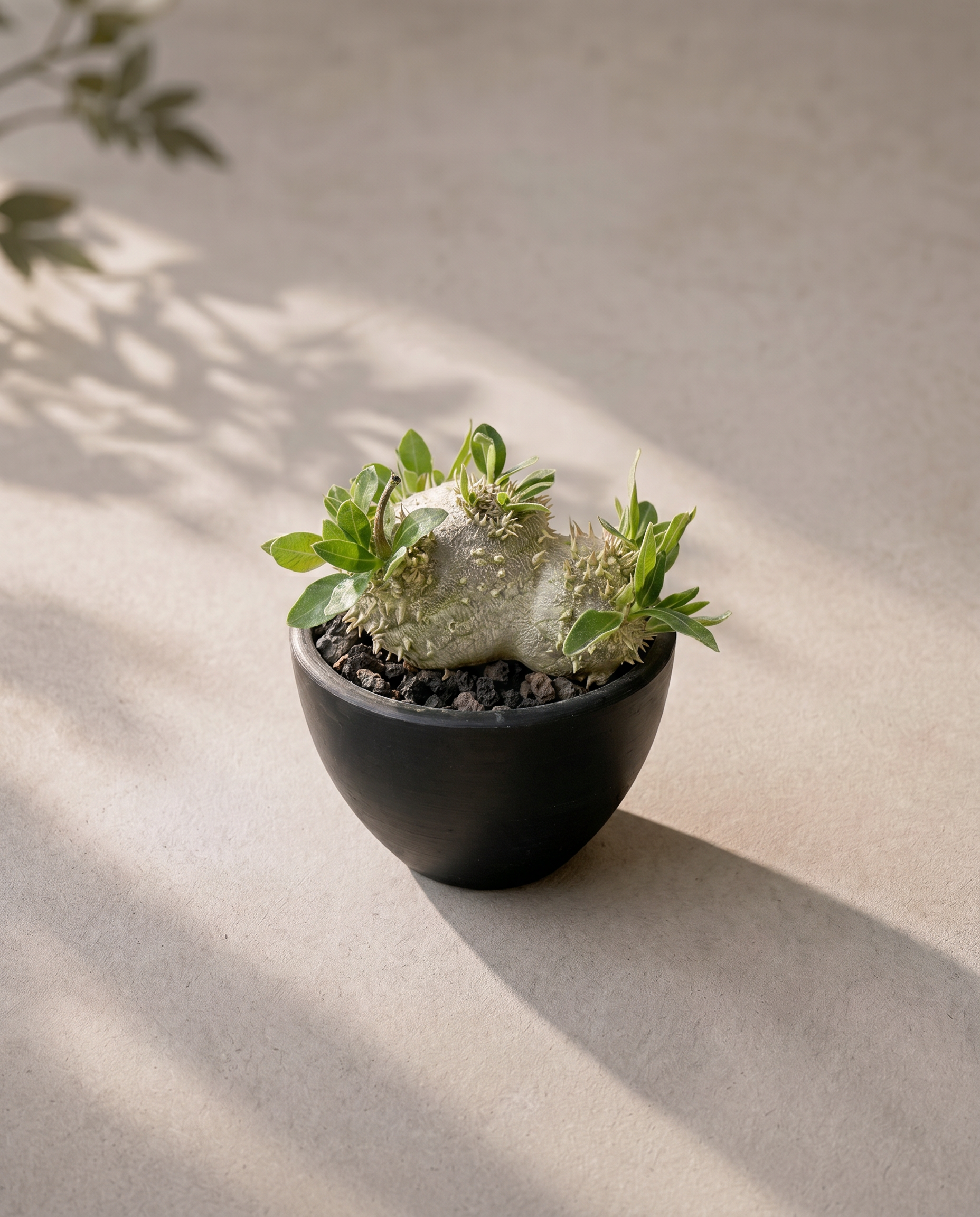 惠比須大黑 — Pachypodium densicaule