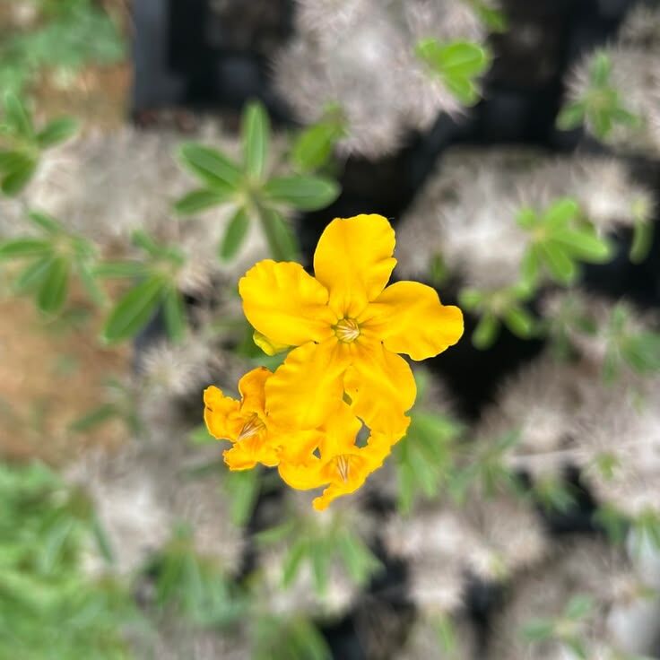 惠比須大黑 — Pachypodium densicaule