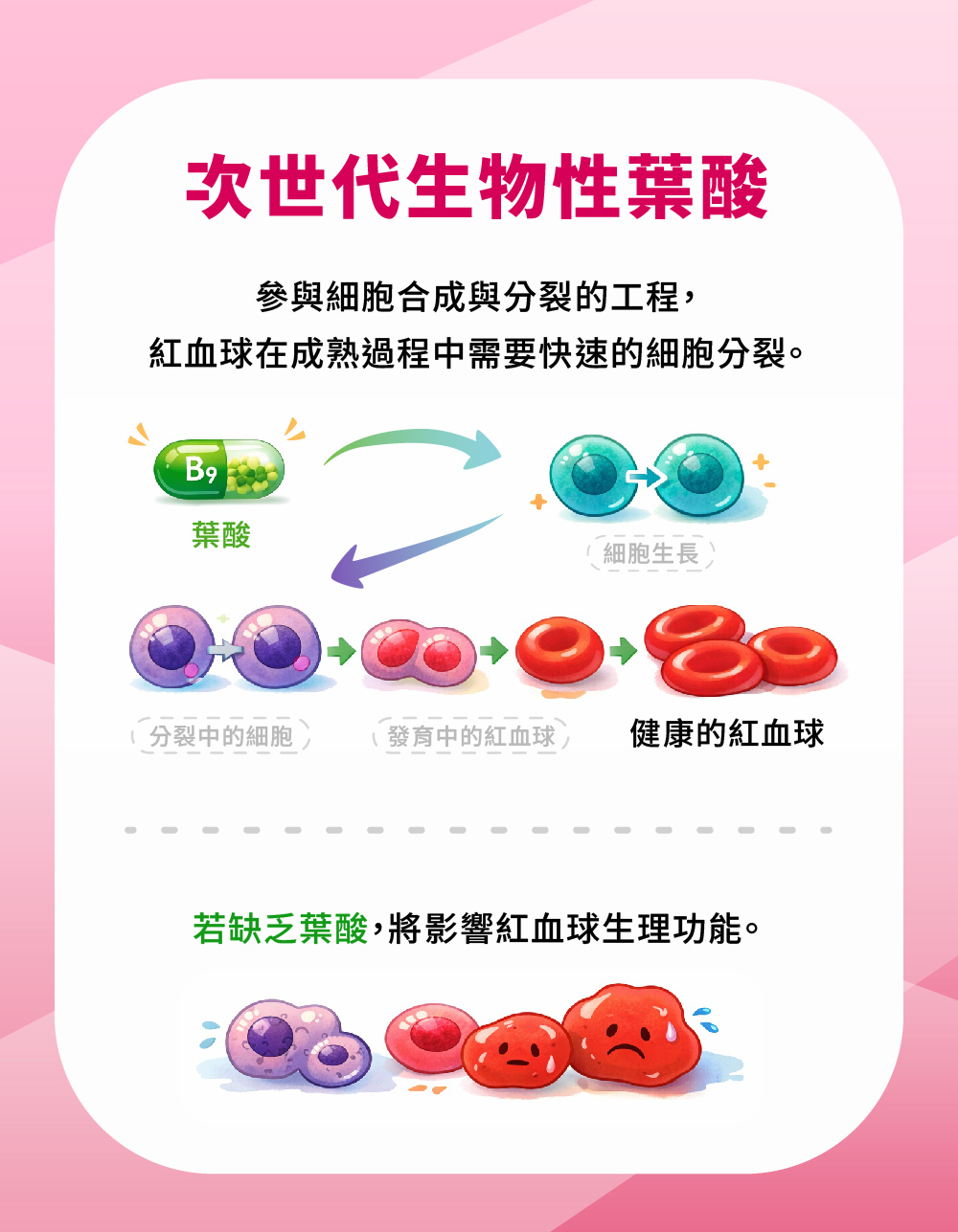 葉酸的功能參與紅血球的細胞分裂