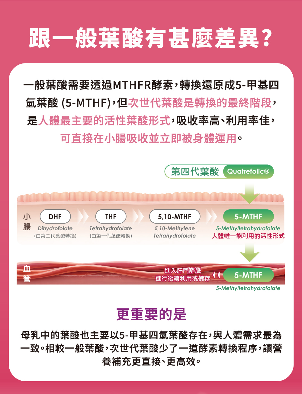一般葉酸需經過轉換吸收，次世代葉酸已經是轉換最終階段，利於人體吸收